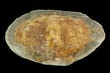 Fossil Crab (Trichopeltarion) Nodule (Pos/Neg) - New Zealand #129395-2